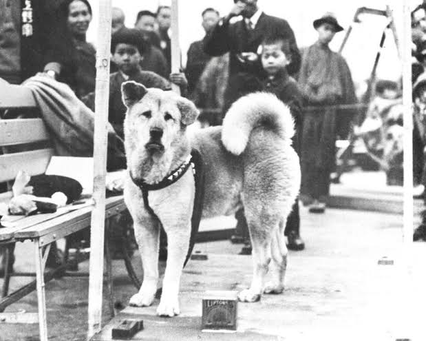 Read more about the article Hachiko: The Dog Who Touched the World