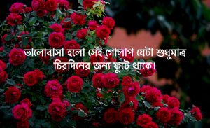 Read more about the article গোলাপ ফুল নিয়ে ক্যাপশন